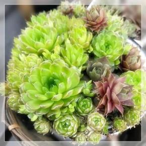 あいもかわらずケセラセラな日々を