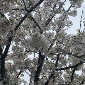 銀嶺への梯子 ～運命学研究の路～