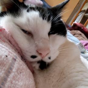 猫子＋α‬と一緒*_*♪̊̈・゜・゜♡