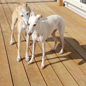 わんこ達と今を楽しむわたしの日常