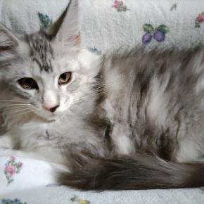 ❀まいぺ～す❀