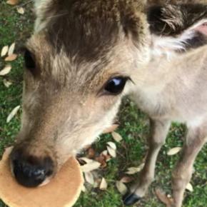 かものはしすず日記