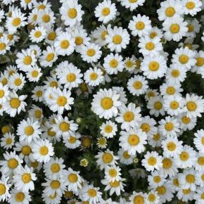 高坂凪穂の音楽紹介