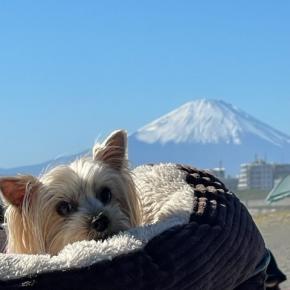 ヨーキーモアナ、地域猫クロちゃんの茅ヶ崎生活