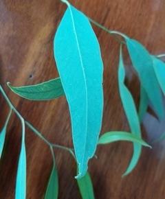 ユーカリの言の葉