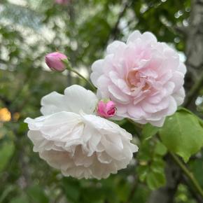 ほのぼの花暮らし♪