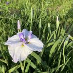 菖蒲町ふらっとガイド