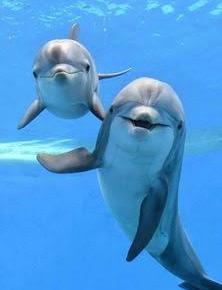 ふうこ@養生ごはん日記