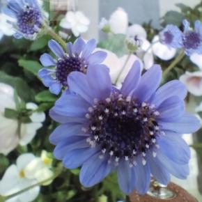 ...cozyガーデニング日記