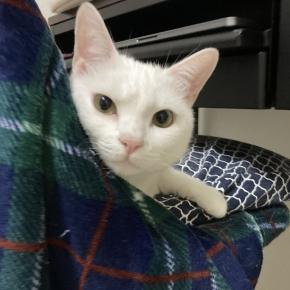 しろまるんちのねこ暮らし：猫グッズ探求と気まぐれ雑記ブログ