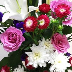 マルチーズ七海