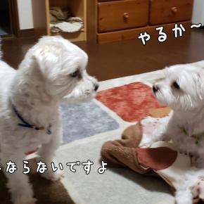 久しぶりのワンプロ