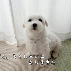 今日はラビィの誕生日です