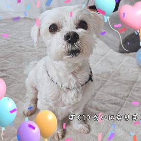 今日はユズの誕生日です