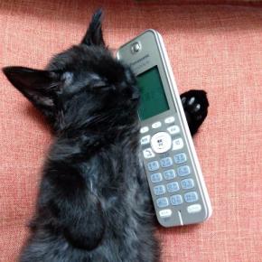 電話番号についてご報告