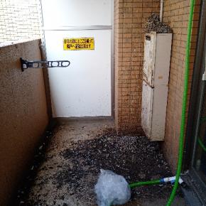 (閲覧注意)京都市で鳩フン清掃とネット取付け