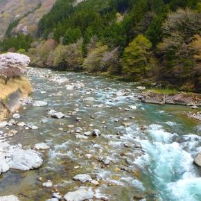 初夏の陽気の中、散り行く桜・・・馬瀬川上流 渓流釣行