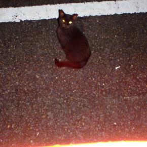 長月 彼岸の入り～小雨の根尾西谷川釣行