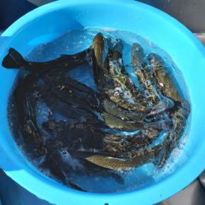 朝霞ガーデン釣行2025年1月。日が昇ると難しくなるのは相変わらずぅ！攻略のキモはアレ⁉