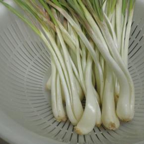 島らっきょうの臭いを消す方法