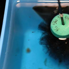 龍鱗の卵の様子