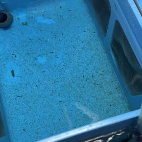 気づけば結構孵っていた