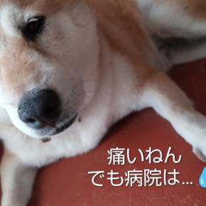 シニア犬巻き爪になる🐶
