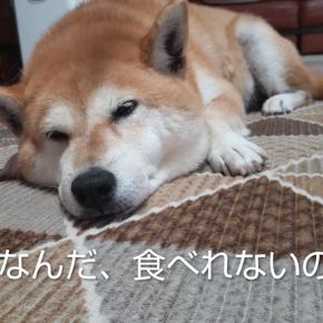 プチガーデニング2025年11月初旬🌱