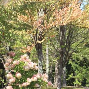 神楽岡公園散歩と「あさひかわ健康まつり」