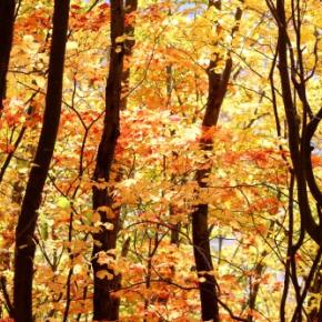 キトウシ森林公園の紅葉