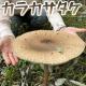カラカサタケのカサで雨はしのげるか？はともかく食べてみよう