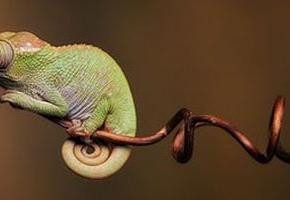 オリオン大星雲