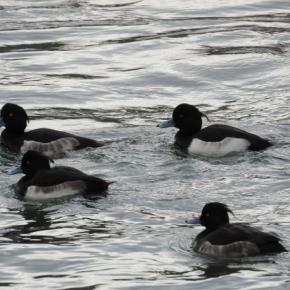 ミコアイサ・キンクロハジロ