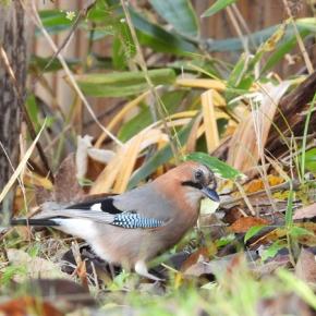 11月3日秋の神楽岡公園散策