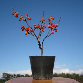 鉢植えが ミニ盆栽に