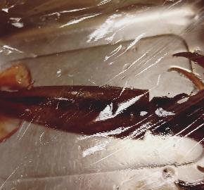 青森でイカ刺しを食べる