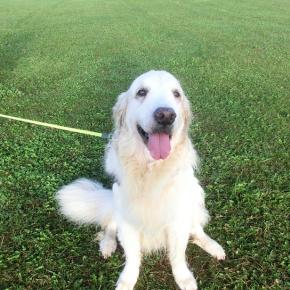 リブレラ効果！