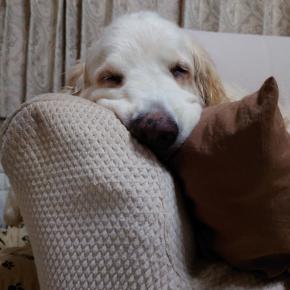 秋の味覚を頂き物で＾＾