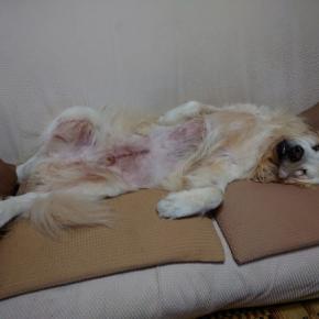 Buddy用のスロープ改善？？