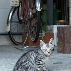 本島：民宿の茶トラくん（2）