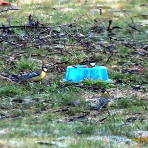 新たな餌入れ～水入れかと思ったら