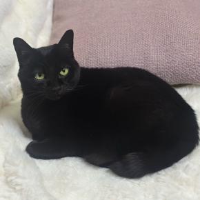 猫の爪研ぎを作る〜丈夫で長持ち、ゴミが出ない〜