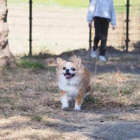 ドッグラン ☆走ったのはボクだ～！☆