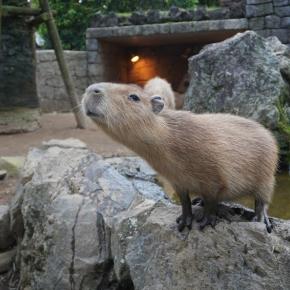 柴三郎と行く伊豆シャボテン動物公園 vol.4