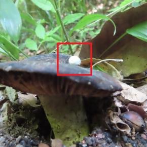 6月8日はキノコ目になろう