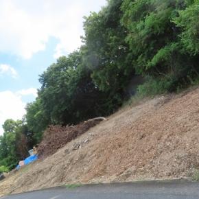 削られる樹林地・・・何とかならんのかな？