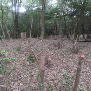 伐るな！伐らすな