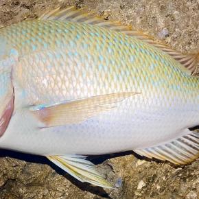 20220303_オカッパリからタマン59cm