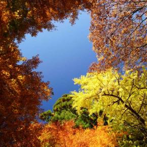 大杣公園の紅葉