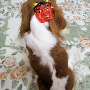 定期検査（腹部エコー）